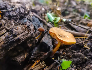 closeup little mushrooms in the forest