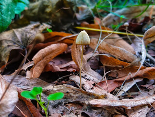 closeup little mushrooms in the forest