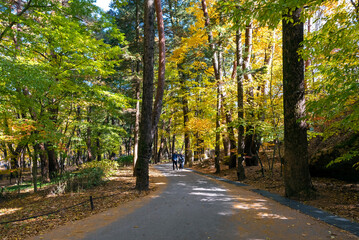 Obraz premium 보은 속리산 법주사 가는 길의 가을풍경-Autumn scenery on the way to Beopjusa Temple in Songnisan Mountain, Boeun