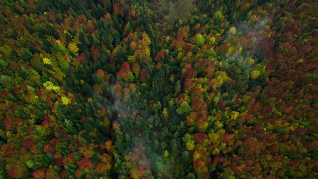 Drone fly over pine trees and yellow treetops. Colorful trees in the wood. Autumn nature forest background. Picturesque autumn landscape. Magical Vivid Forest in Bright Autumn Colors. Top aerial view.