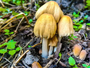 closeup little mushrooms in the forest