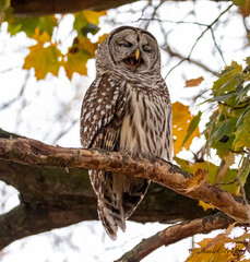 great horned owl