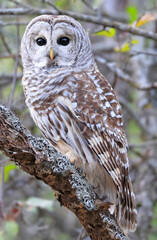 Barred Owl standing on a tree branch with green background, Quebec, Canada