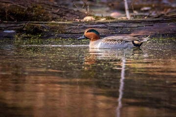 Green-winged teal (anas crecca) the smallest dabbling duck in North America