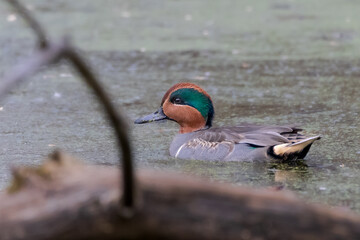 Green-winged teal (anas crecca) the smallest dabbling duck in North America