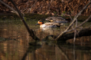 Green-winged teal (anas crecca) the smallest dabbling duck in North America