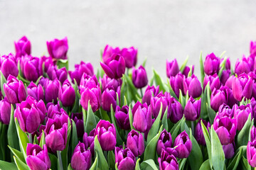 Flower bed with blooming tulips color magenta