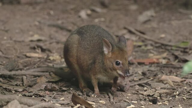 a musky rat-kangaroo, the smallest kangaroo, feeding on the rainforest floor at lake eacham in nth qld, australia