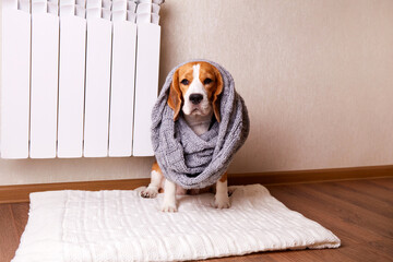 A beagle dog is sitting on the floor by a warm radiator, covered with a grey knitted scarf. The...