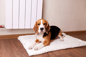 A beagle dog is lying on the floor by a warm radiator. The concept of a heating system, cold winter...