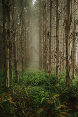 Obraz premium morning in the woods