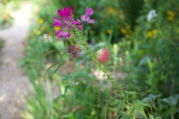 flowers in the garden
