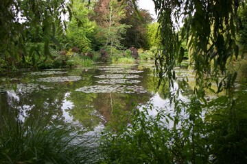pond in the park