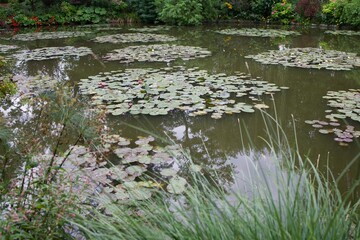 Obraz na płótnie Canvas pond with flowers