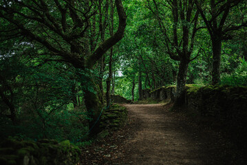 path in the woods