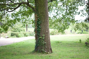 tree in the park