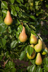 ripe pears hang on a branch in the garden in the rays of the setting sun. Fresh summer vitamin harvest. Healthy vegan and vegetarian diet concept