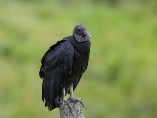 Gallinazo descansando