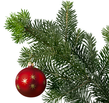 Red bauble on green christmas fir tree on white background