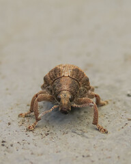 Gorgojo del Eucalipto