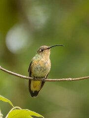 Colibrí perchado