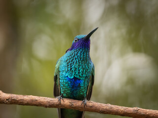 Colibri © OmarJavier