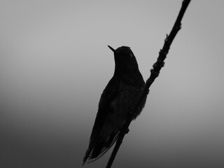 Contraluz © OmarJavier