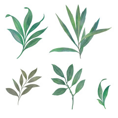Set of watercolor leaves for design of cards and invitations