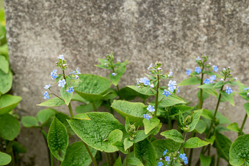 Brunnera sibirica blue flowers spring background. Photo.