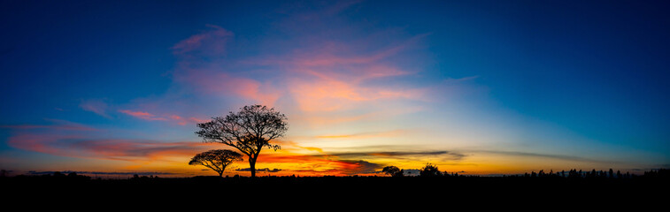 Panorama silhouette tree in africa with sunset.Tree silhouetted against a setting sun.Dark tree on...