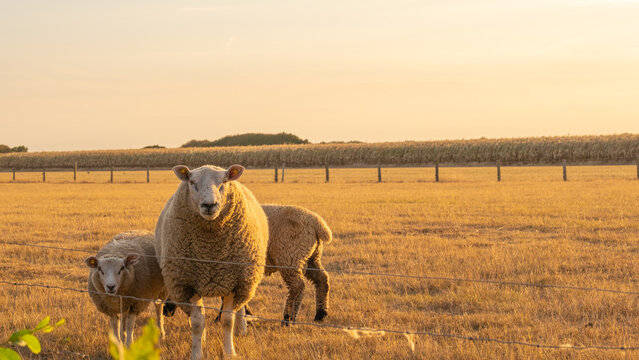 White Sheeps In Paddock On Wheat Field Background.Farm Animals. Animal Husbandry And Agriculture.Breeding And Rearing Sheep