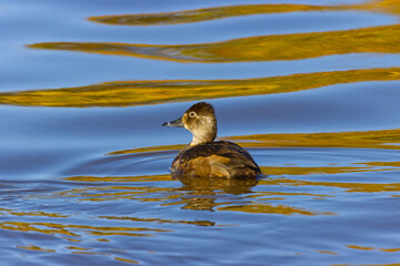 Female Redhead Duck. Aythya americana