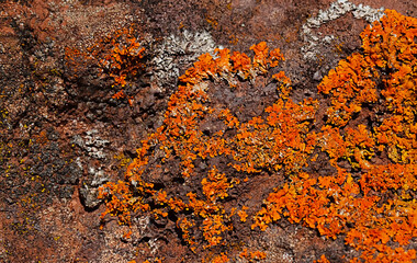 Caloplaca marina or Orange sea lichen on old volcanic rock in Tenerife,Canary Islands,Spain.Natural background.Selective focus.