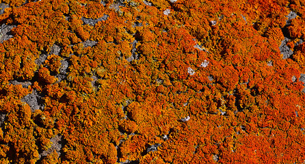 Caloplaca marina or Orange sea lichen on old volcanic rock in Tenerife,Canary Islands,Spain.Natural...