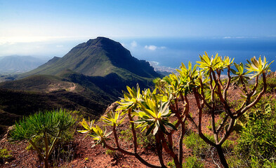 Beautiful view in Ifonche natural park of Tenerife,Canary Islands,Spain.Selective focus.