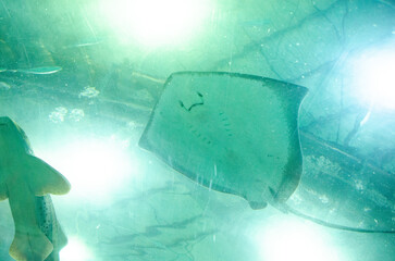 underwater world in the aquarium