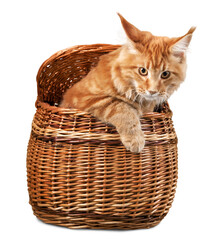 Adorable red cat in brown box isolated on white background