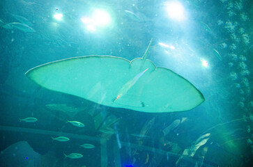 underwater world with fishes