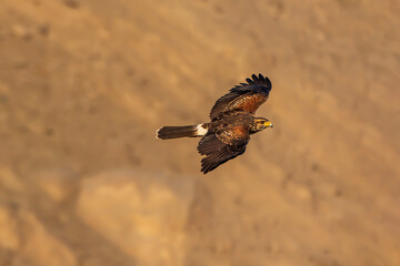 Harris's hawk in flight