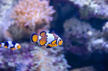 fish in aquarium