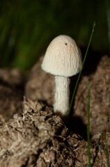 A Panaeolus mushroom growing in a natural environment.
Cow manure substrate, coprophilus fungi.