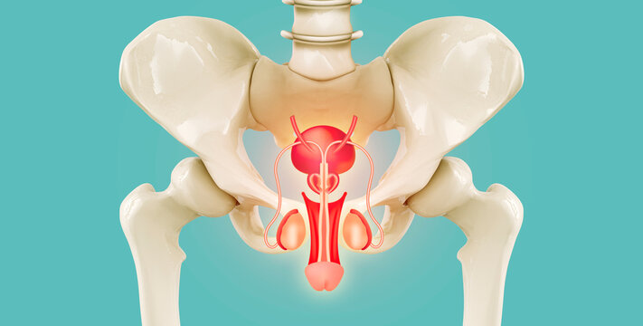 Male reproductive system in the pelvic bone. Specialized care in modern digital medicine. erectile dysfunction, priapism, Peyronie's disease, orchitis, varicocele, hydrocele
