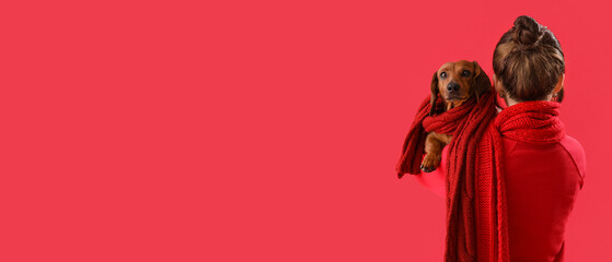 Fototapeta premium Young woman and dachshund dog on red background with space for text