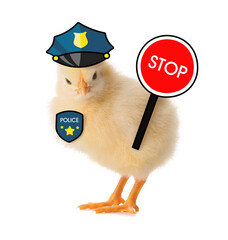 Cute chick dressed as police officer on white background