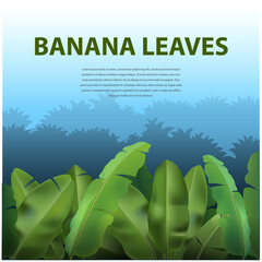 Vector illustration, Banana leaf forest.