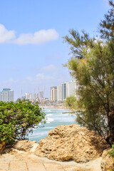 Fototapeta premium View of green bushes and stone near sea