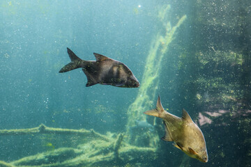 Fototapeta premium Exotic freshwater fishes in aquarium