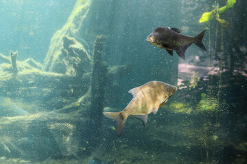 Exotic freshwater fishes in aquarium