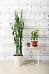 Table with houseplants and big cactus near white brick wall