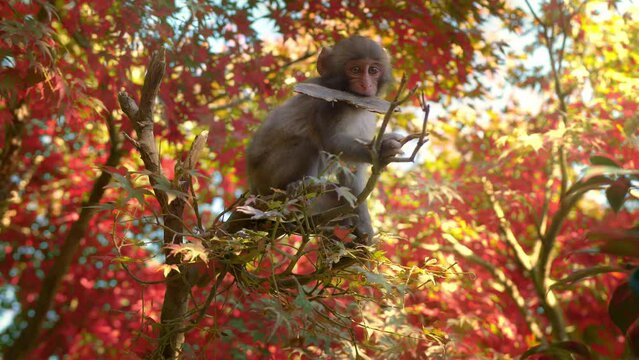 cute funny baby monkey in a tree, Japanese macaque on a tree in autumn, wildlife in Japan, monkey in Kyoto Arashiyama park